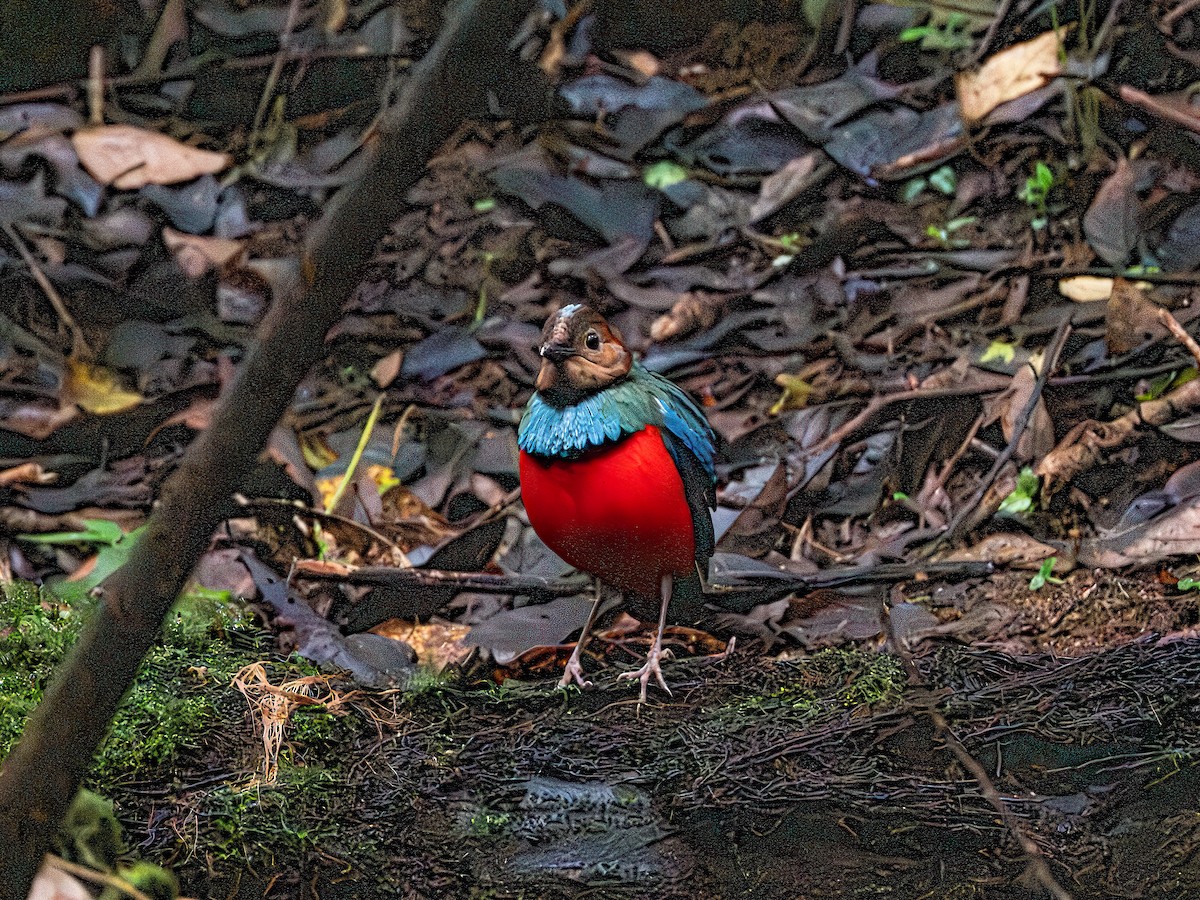 Sulawesi Pitta (Sulawesi) - ML638193870