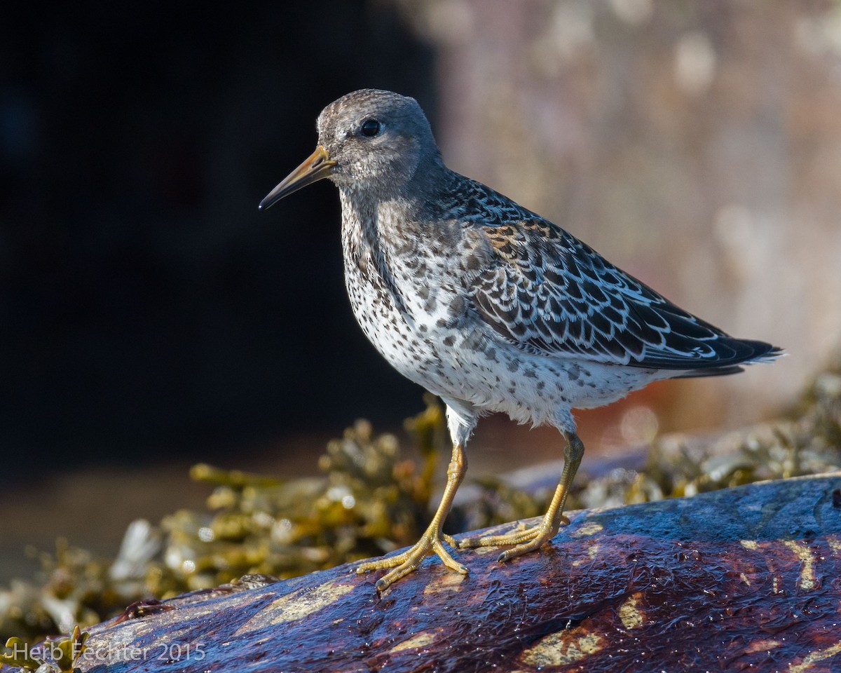 Rock Sandpiper - ML638193876