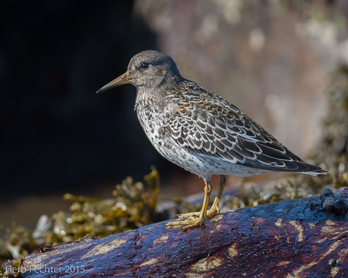Rock Sandpiper - ML638193877