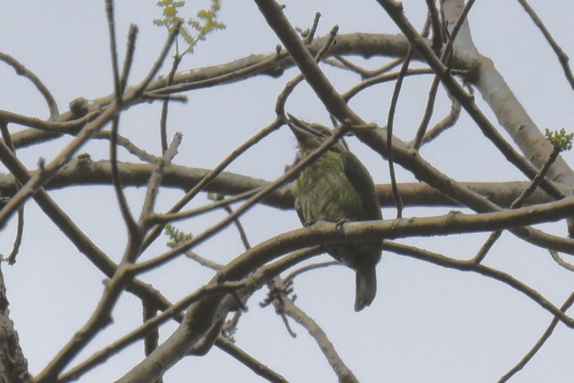 Green-eared Barbet - ML638193922
