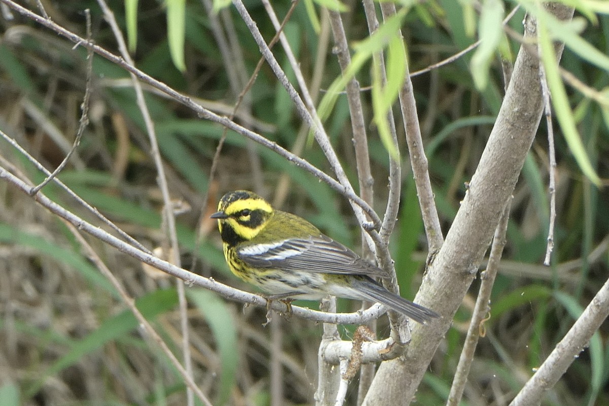 Townsend's Warbler - ML638193929