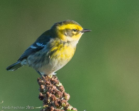 Townsend's Warbler - ML638193931