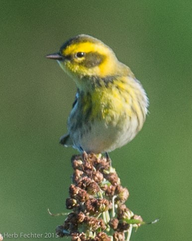 Townsend's Warbler - ML638193932