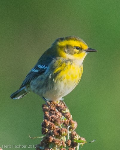 Townsend's Warbler - ML638193933