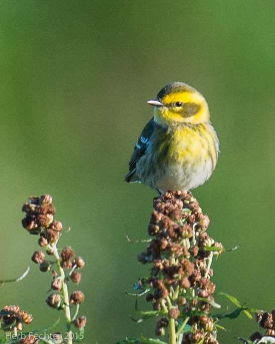 Townsend's Warbler - ML638193934