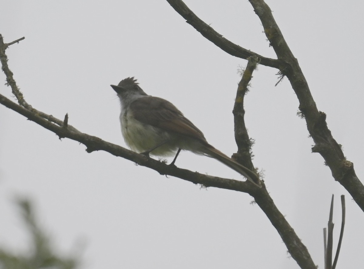Dusky-capped Flycatcher - ML638193935