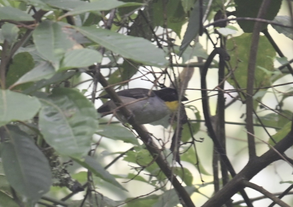 White-naped Brushfinch - ML638193944
