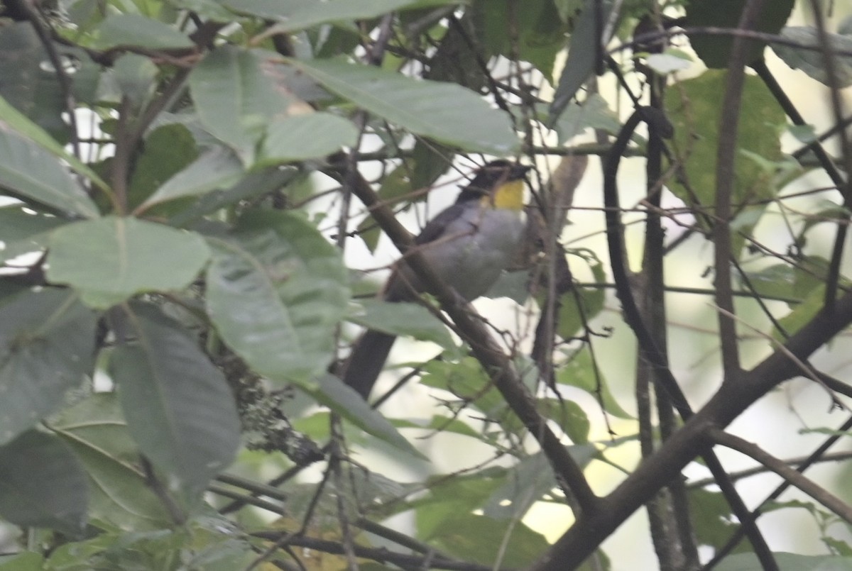 White-naped Brushfinch - ML638193945