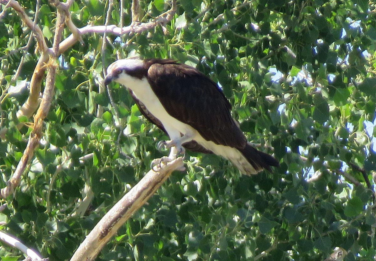 Osprey - ML638193974