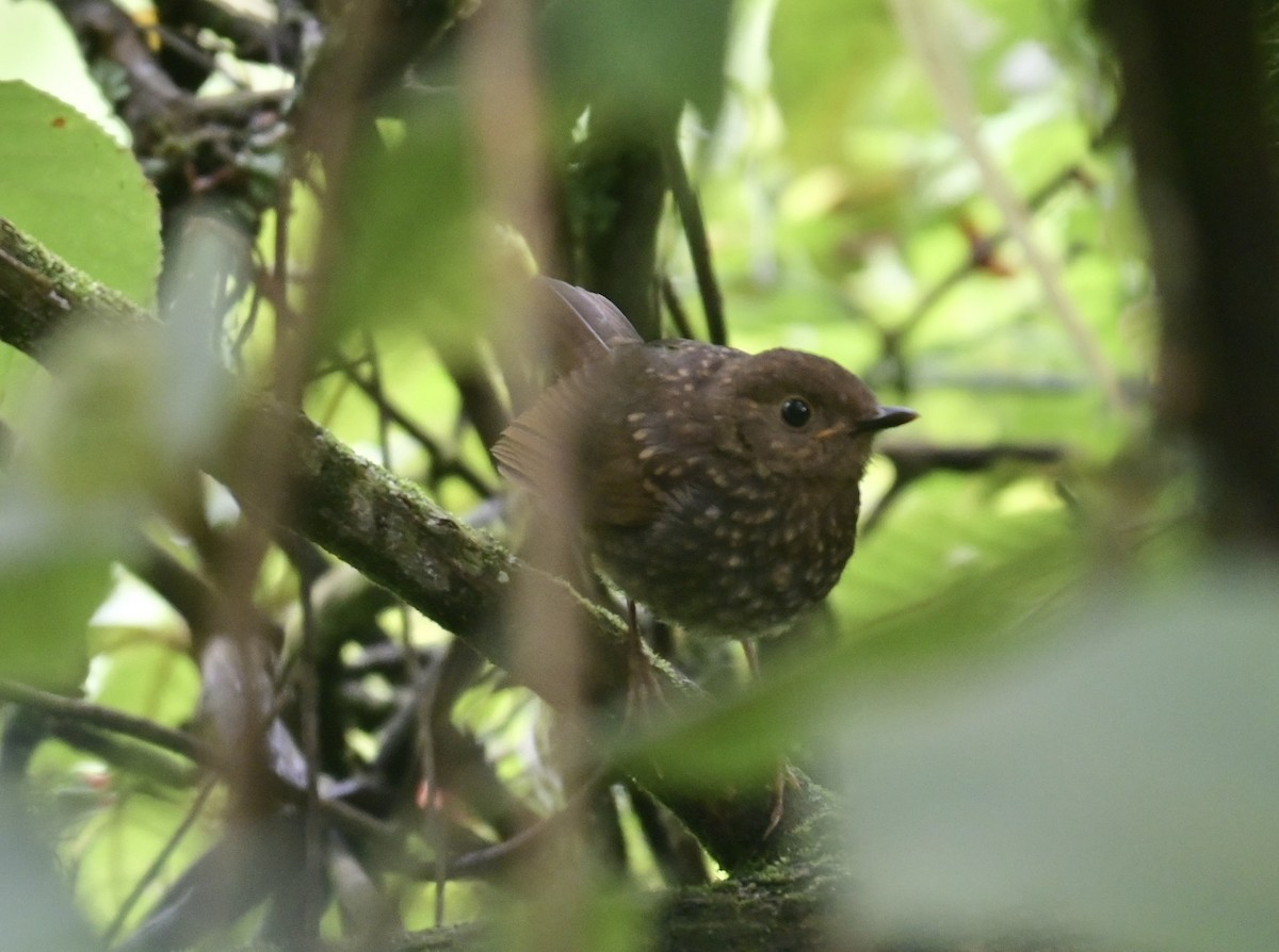 Orange-billed Nightingale-Thrush - ML638193984