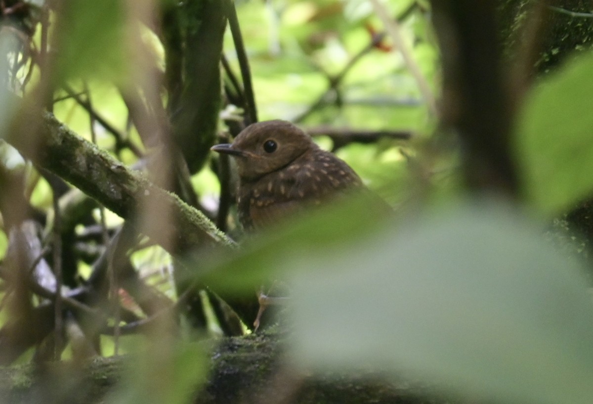 Orange-billed Nightingale-Thrush - ML638193985
