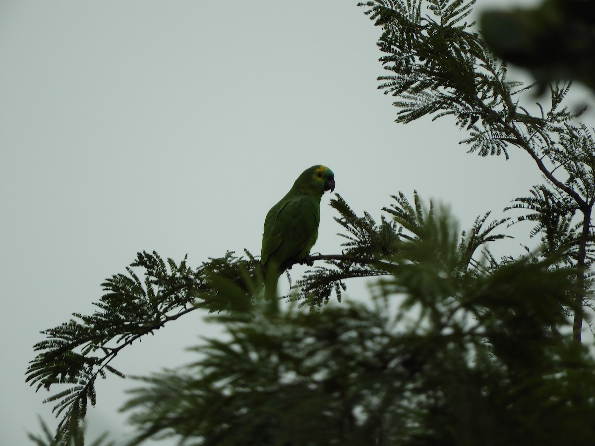 Turquoise-fronted Amazon - ML638193988