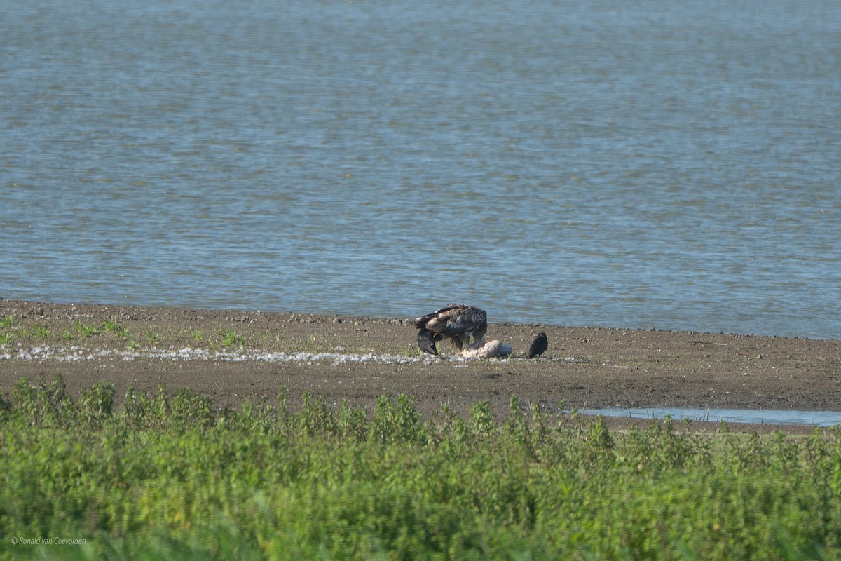 White-tailed Eagle - ML638194010