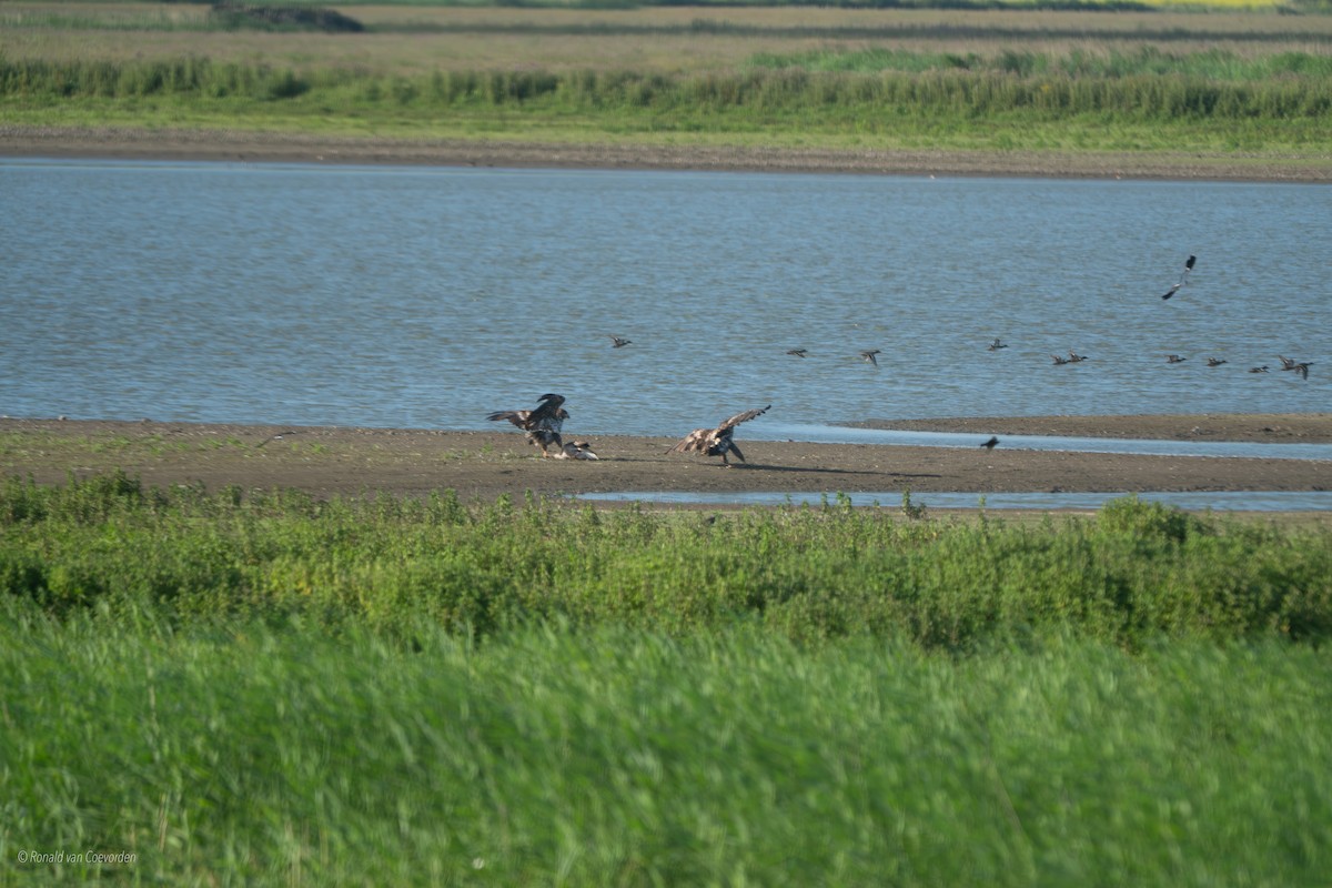 White-tailed Eagle - ML638194011