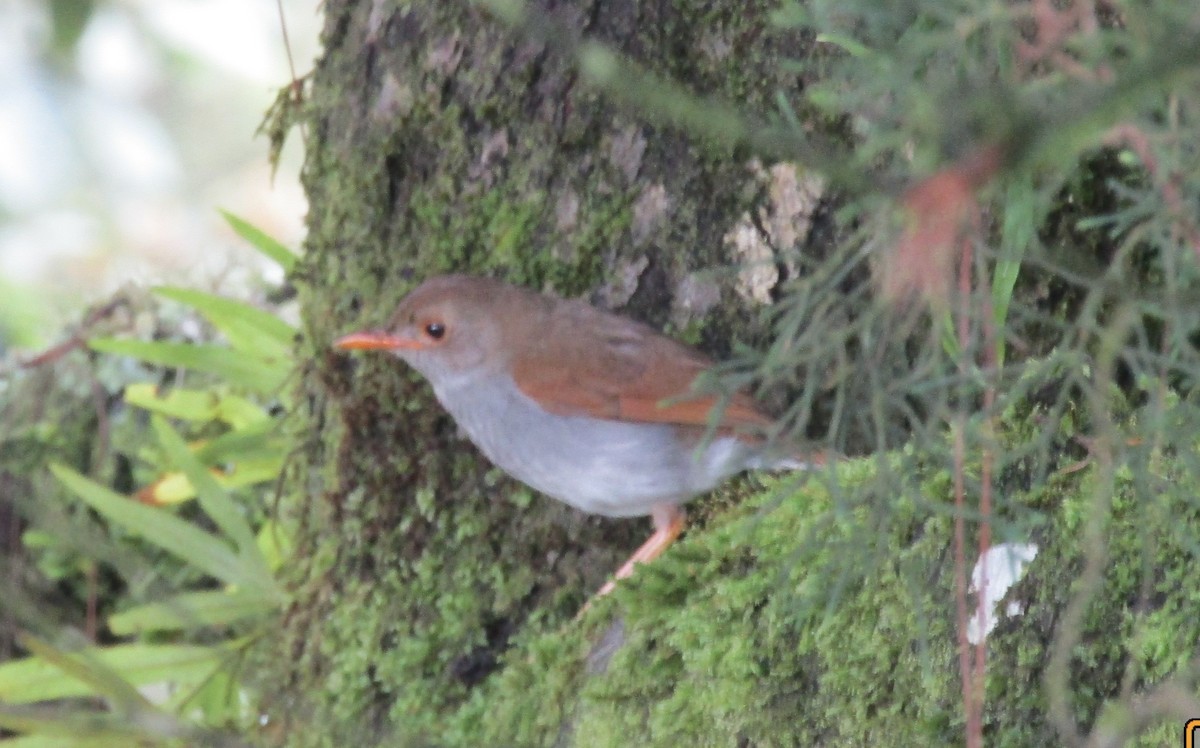 Orange-billed Nightingale-Thrush - ML638194014
