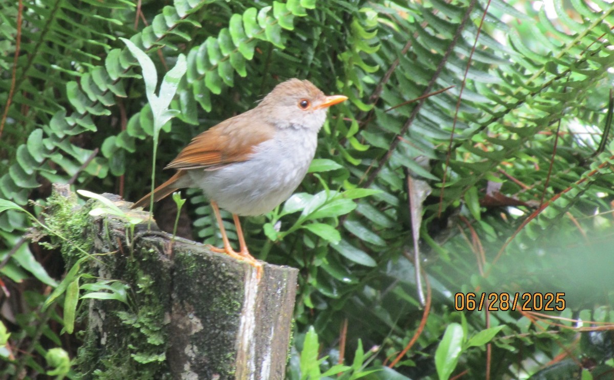 Orange-billed Nightingale-Thrush - ML638194015