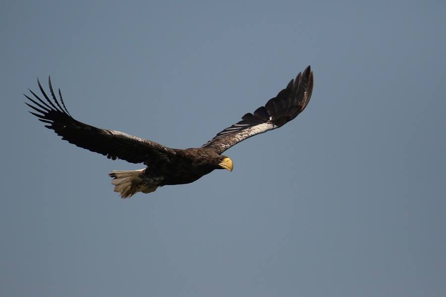 Steller's Sea-Eagle - ML638194048
