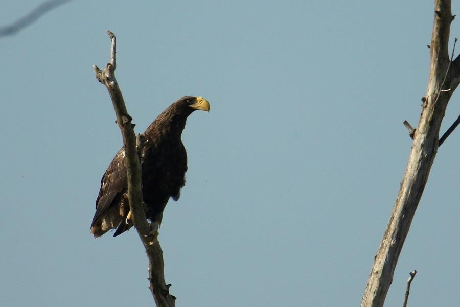Steller's Sea-Eagle - ML638194049