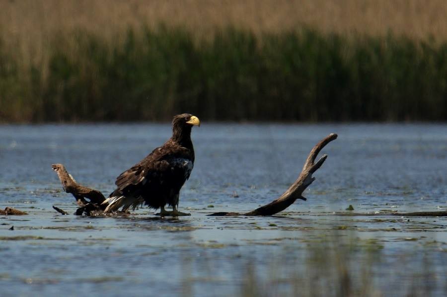 Steller's Sea-Eagle - ML638194052