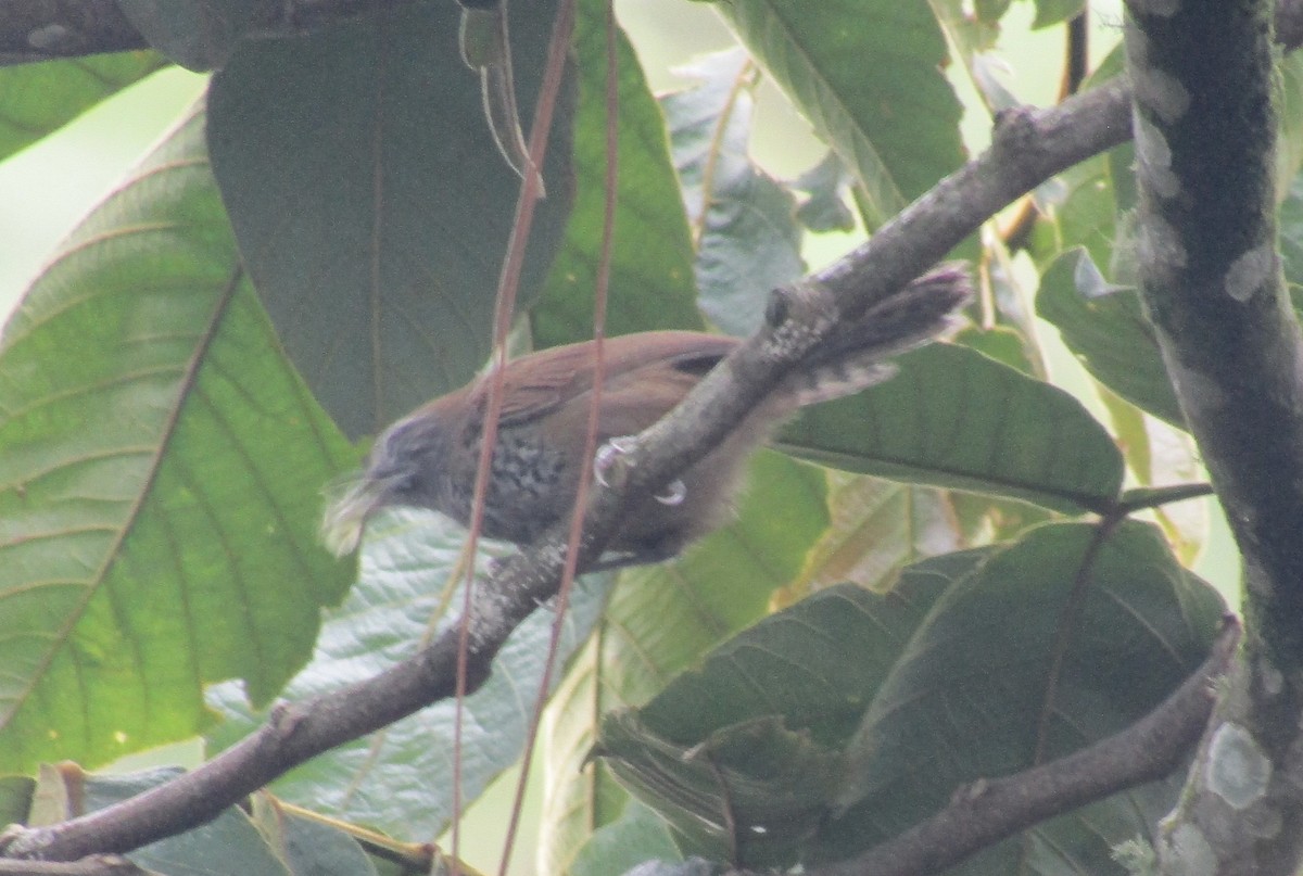 Spot-breasted Wren - ML638194061