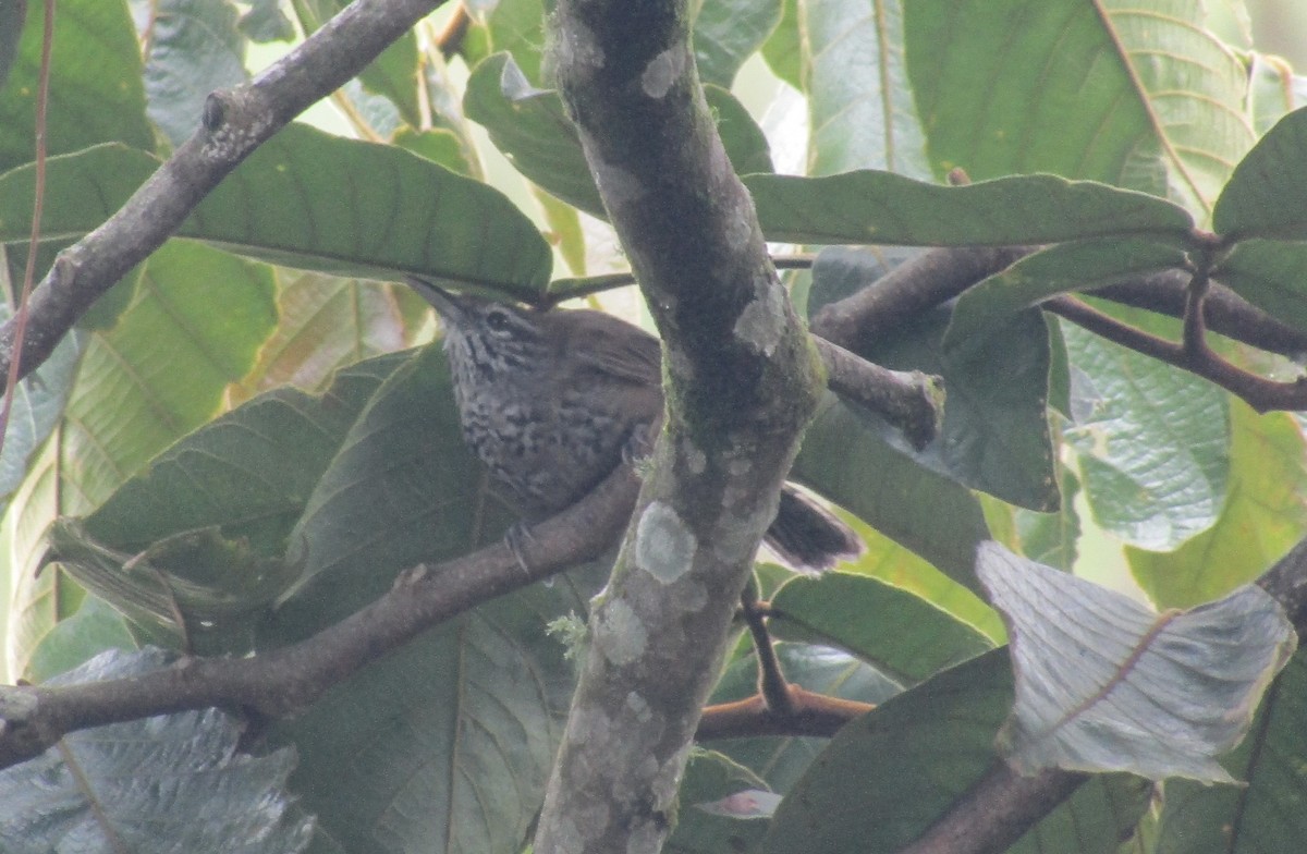 Spot-breasted Wren - ML638194062