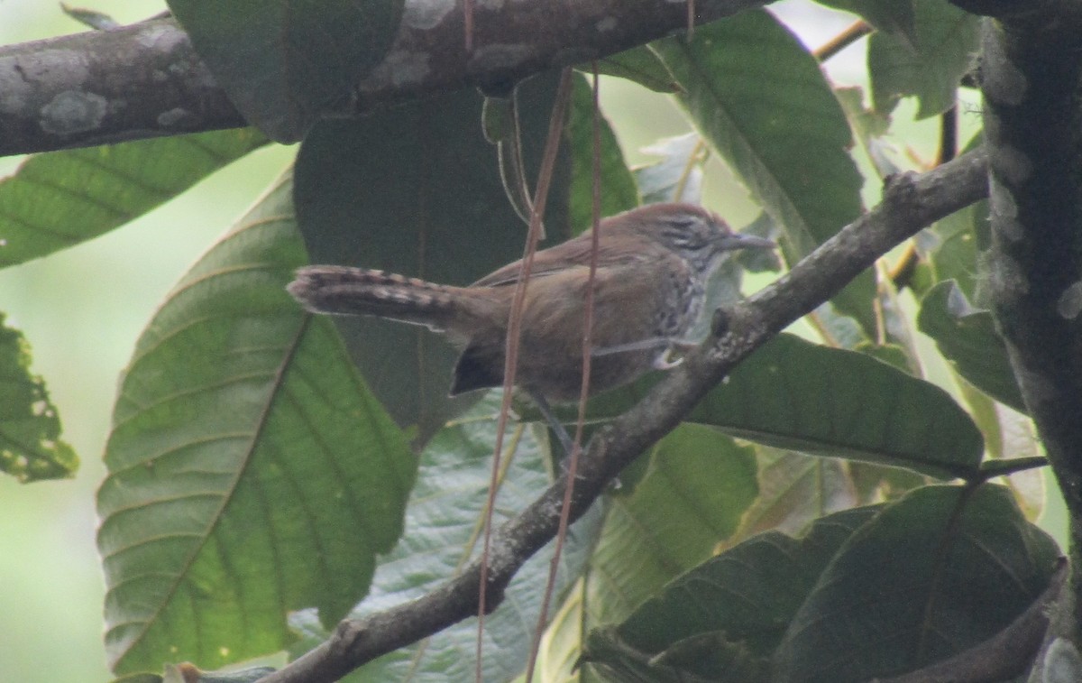 Spot-breasted Wren - ML638194063