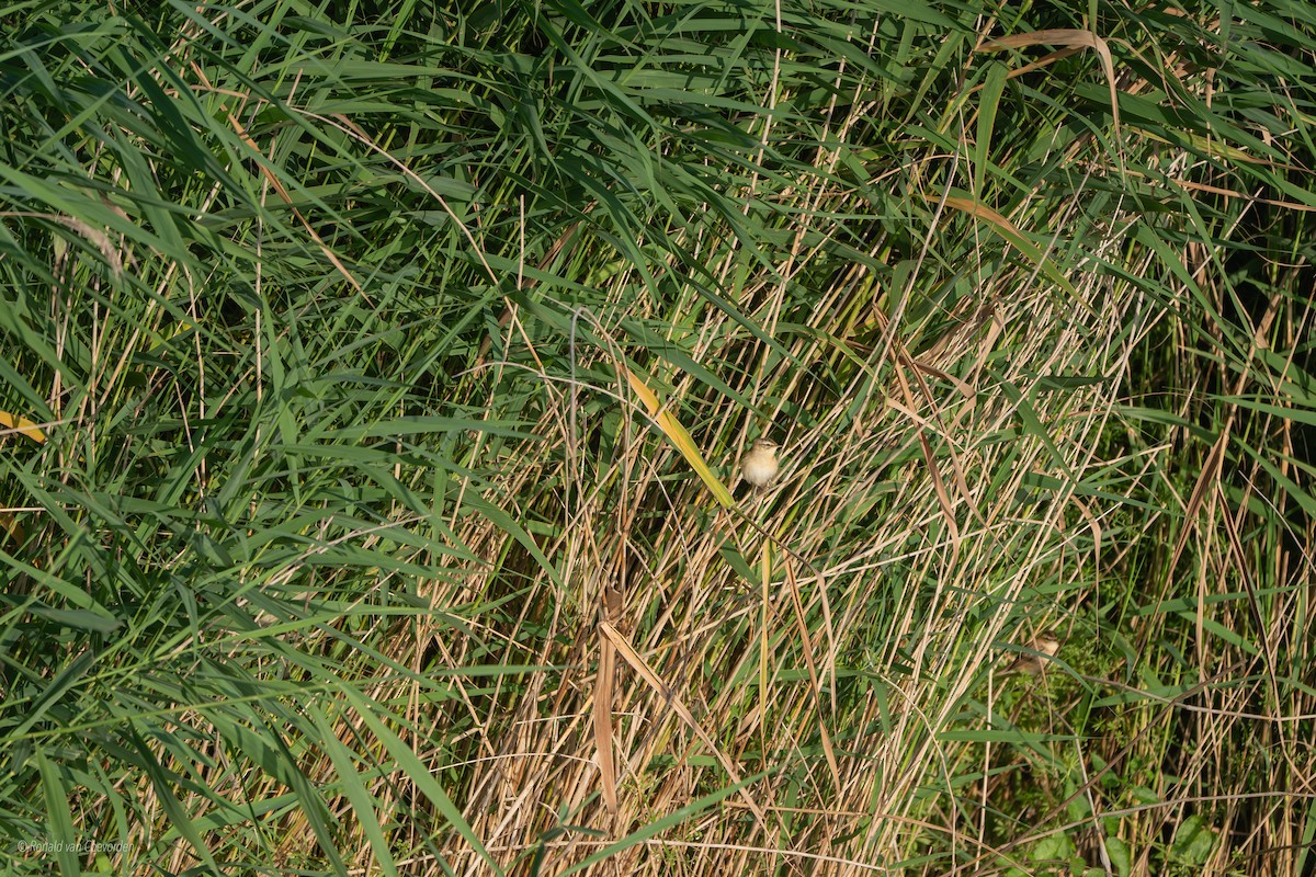 Sedge Warbler - ML638194071