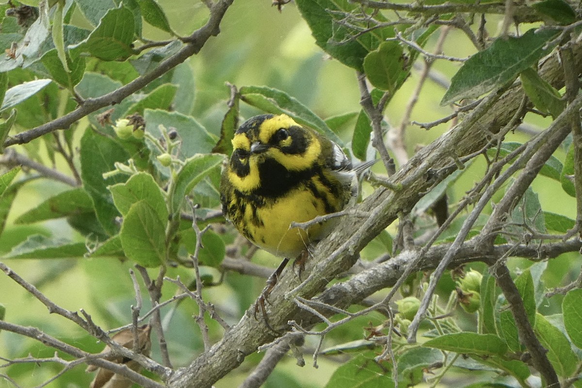 Townsend's Warbler - ML638194073