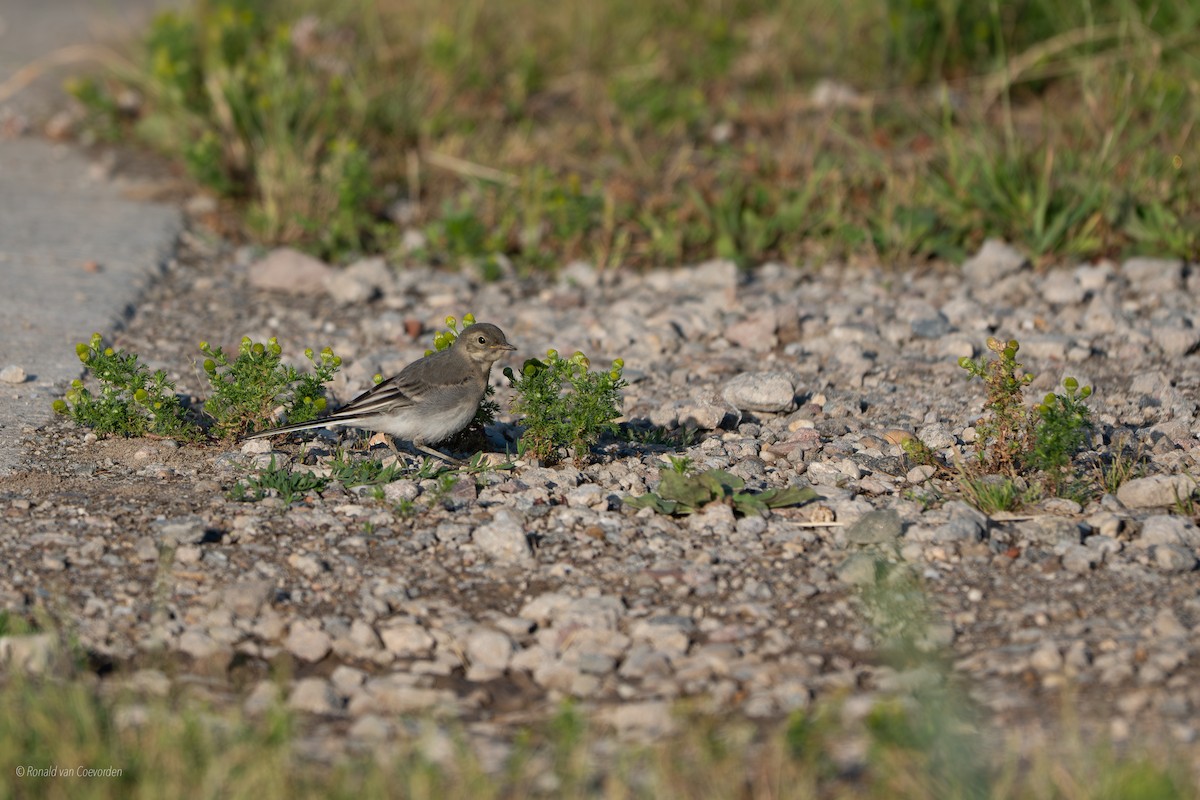 White Wagtail - ML638194101