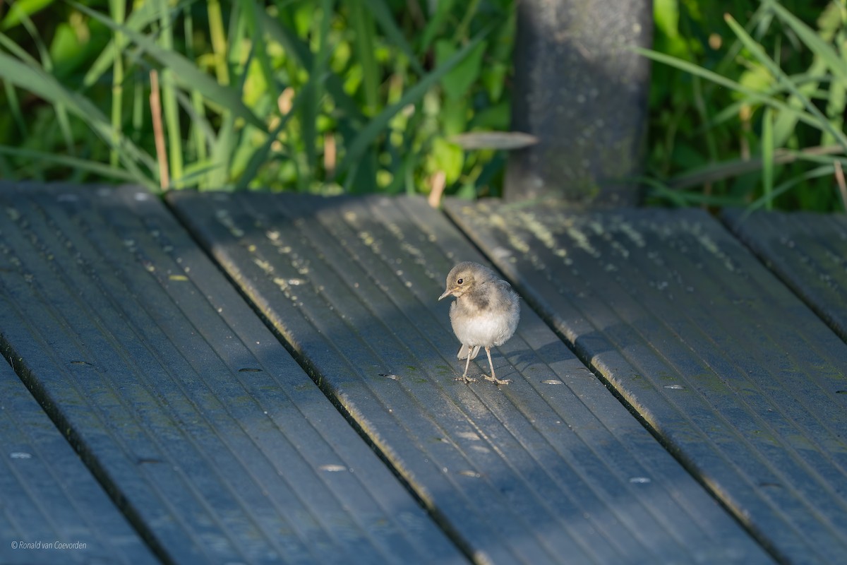 White Wagtail - ML638194102