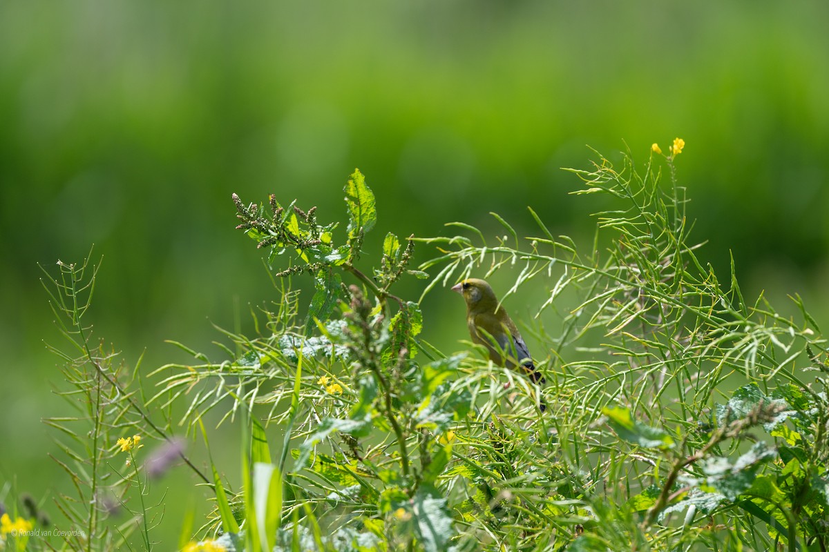 European Greenfinch - ML638194141