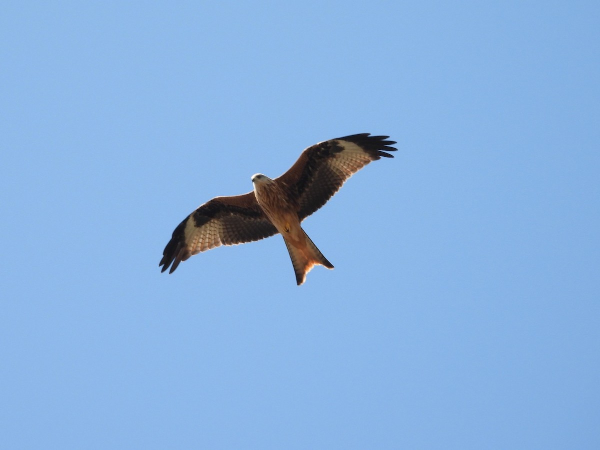 Red Kite - ML638194145