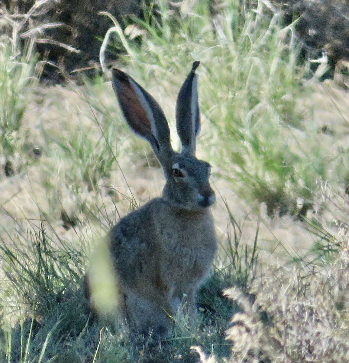 Black-tailed Jackrabbit - ML638194180
