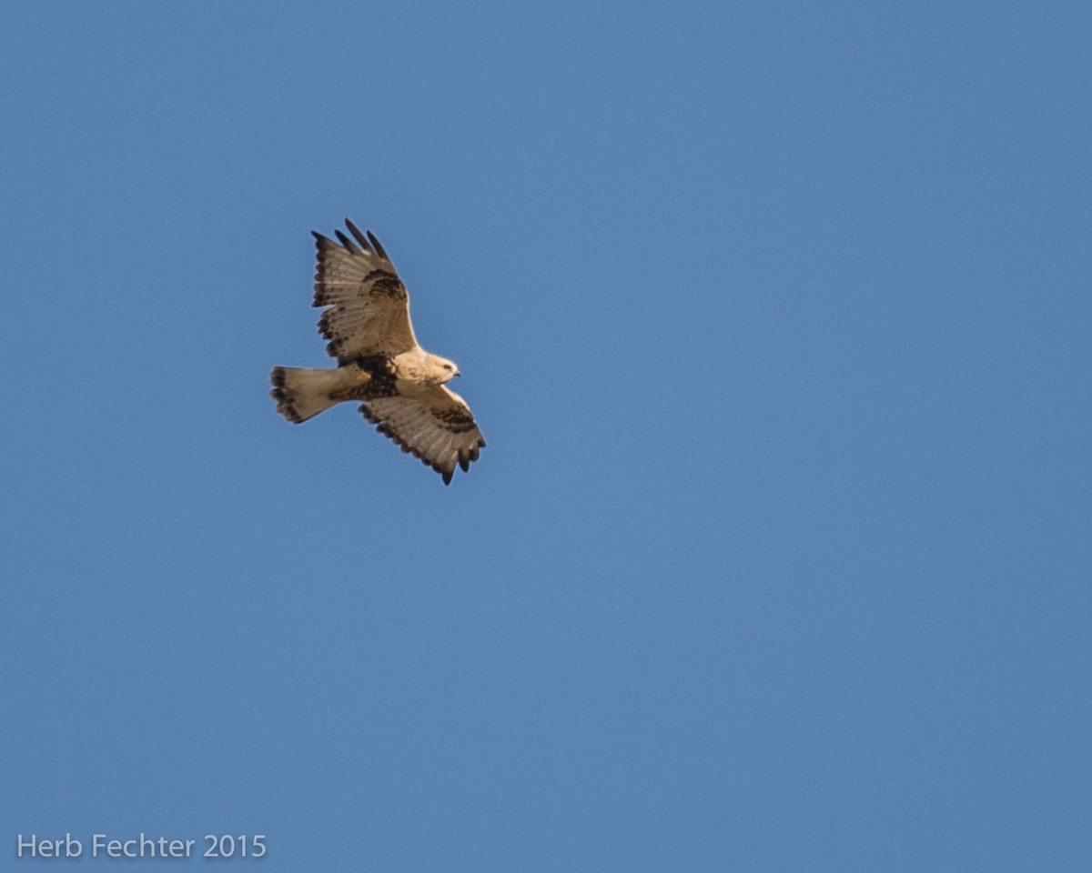 Rough-legged Hawk - ML638194189