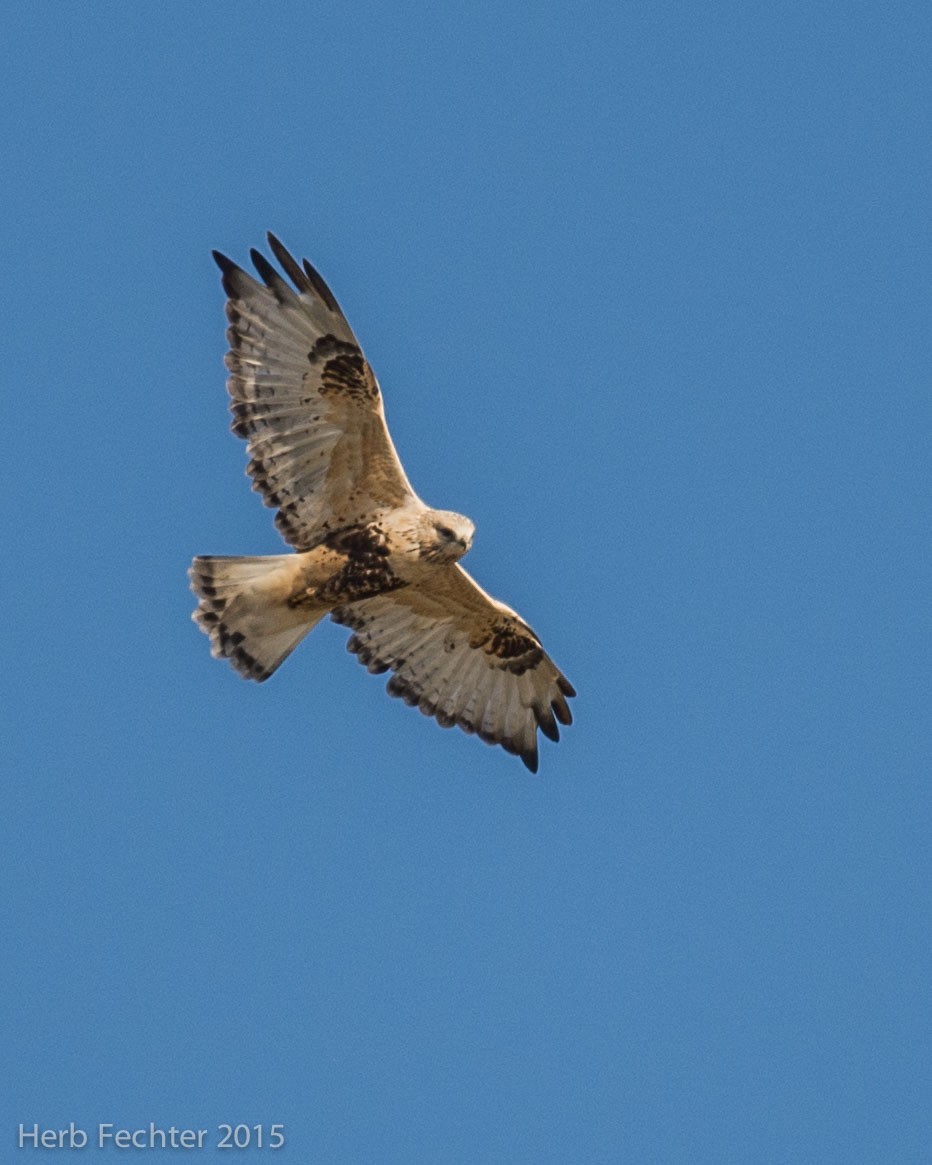 Rough-legged Hawk - ML638194190