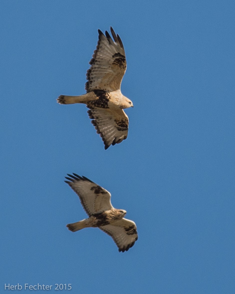 Rough-legged Hawk - ML638194191