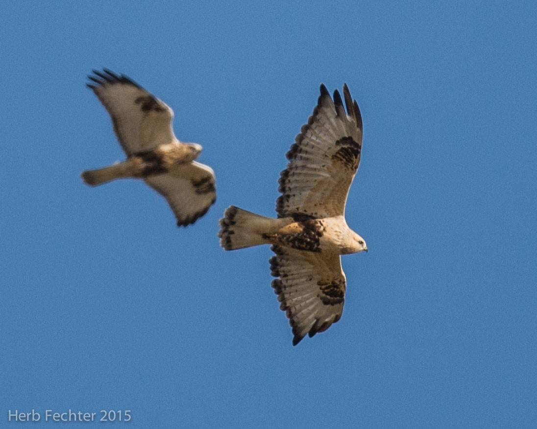 Rough-legged Hawk - ML638194192