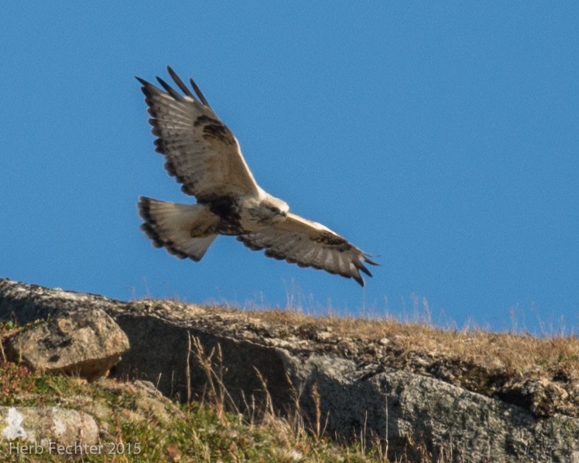 Rough-legged Hawk - ML638194193