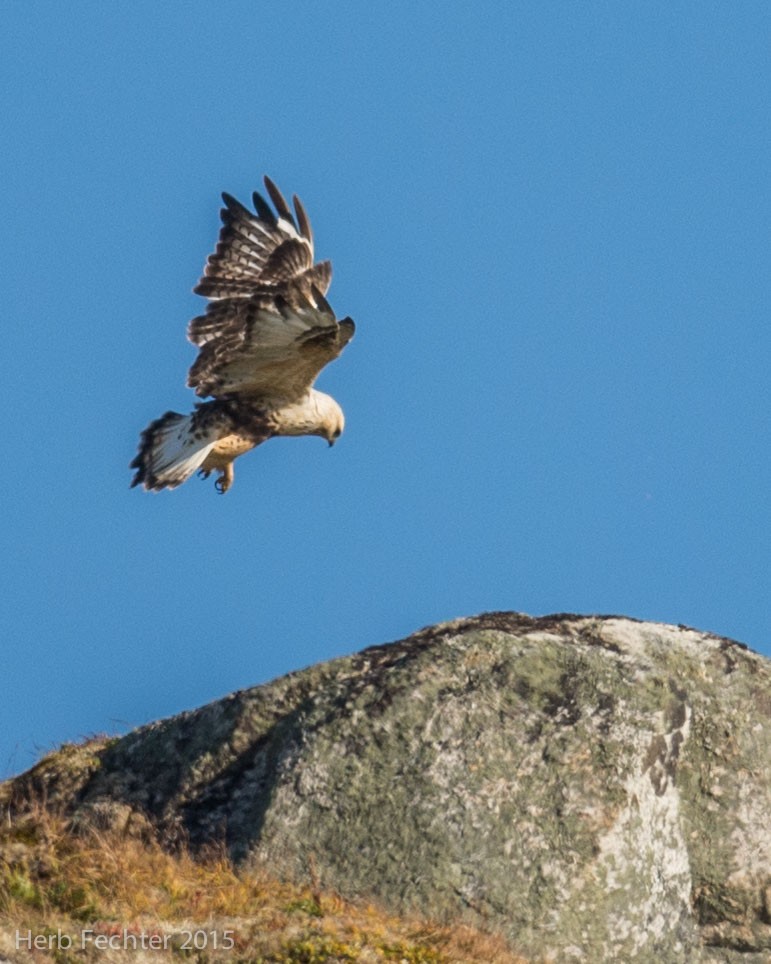 Rough-legged Hawk - ML638194194
