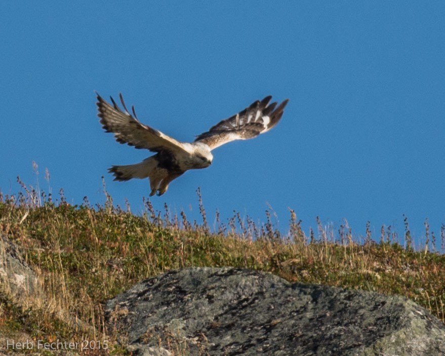 Rough-legged Hawk - ML638194195