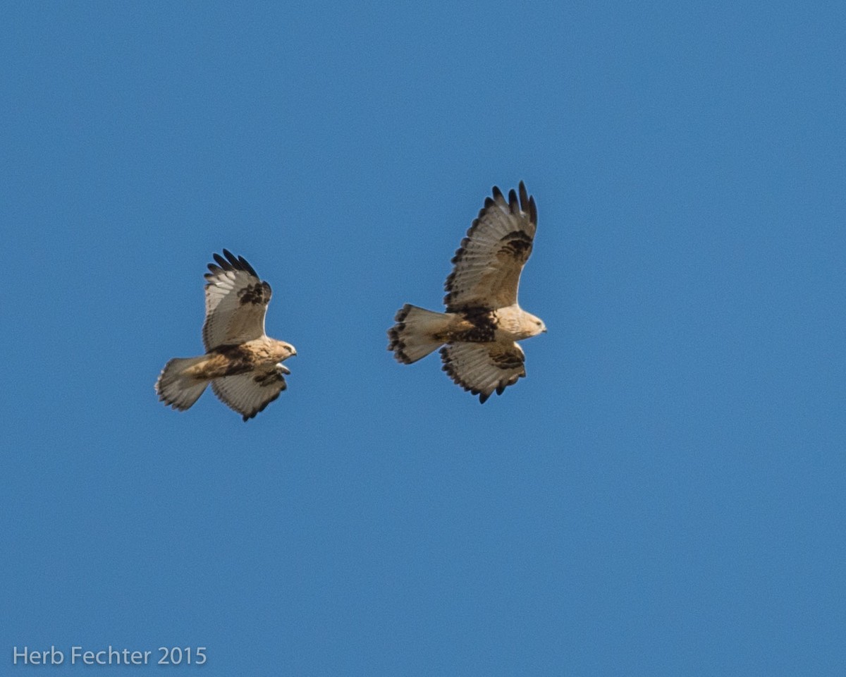Rough-legged Hawk - ML638194196