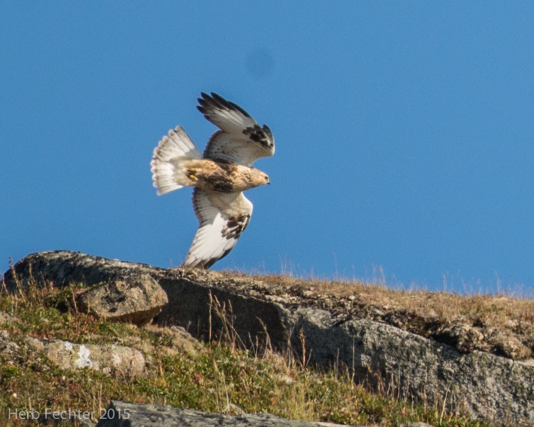 Rough-legged Hawk - ML638194197