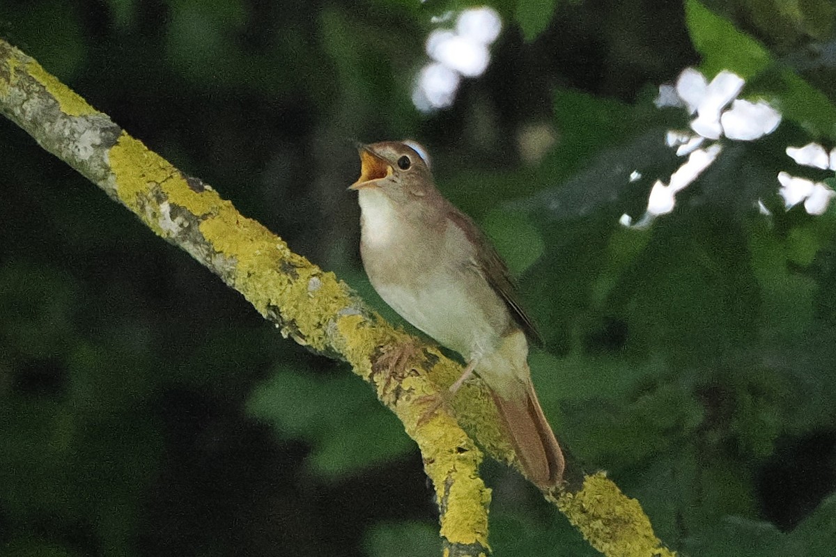 Common Nightingale - ML638194201