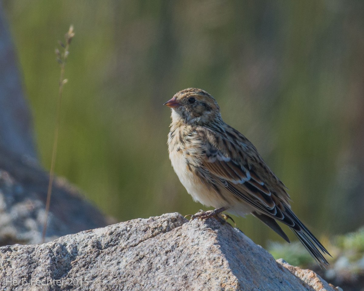Lapland Longspur - ML638194225