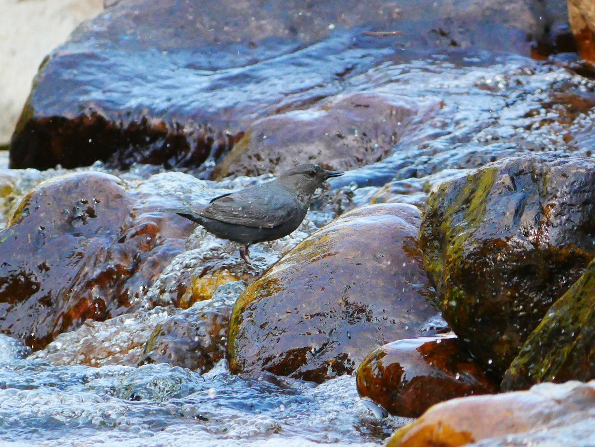 American Dipper - ML638194230