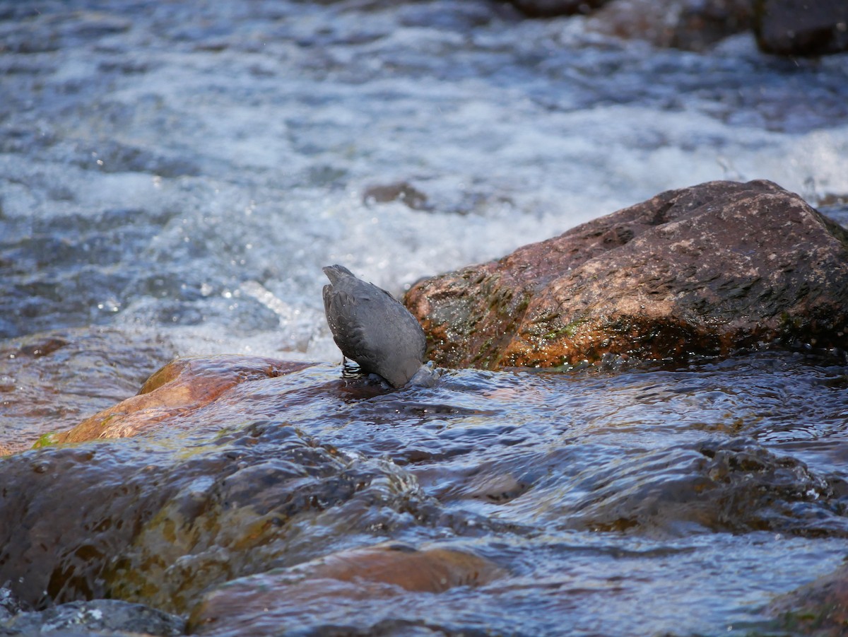 American Dipper - ML638194232