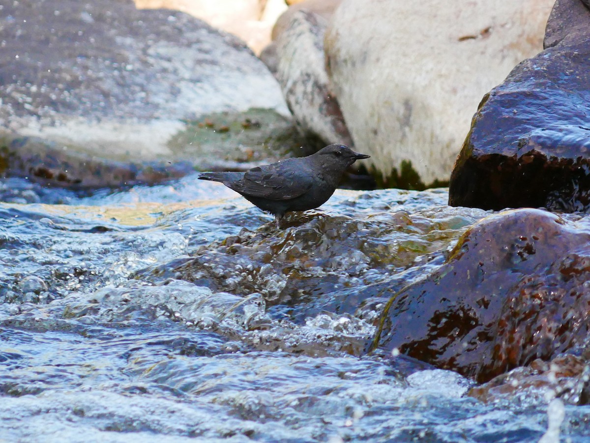 American Dipper - ML638194233