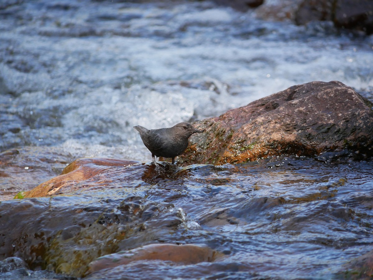 American Dipper - ML638194234