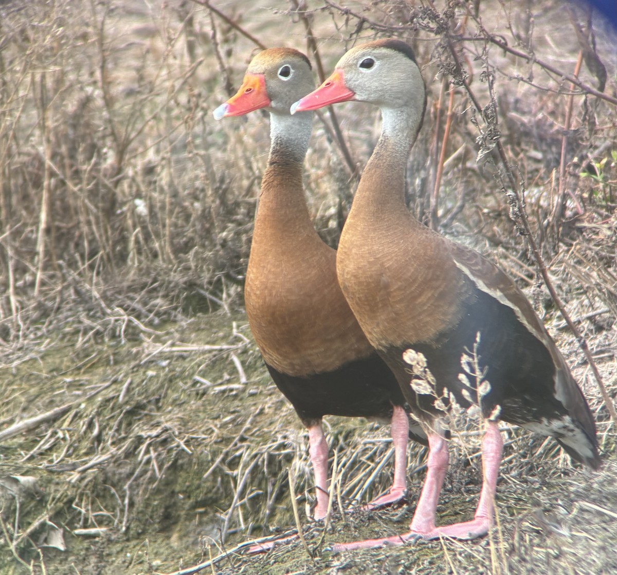 Black-bellied Whistling-Duck - ML638194235
