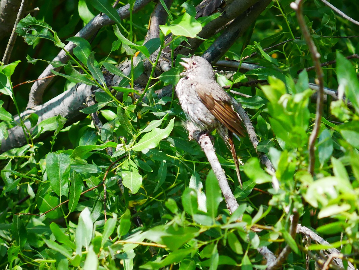 Fox Sparrow - ML638194239